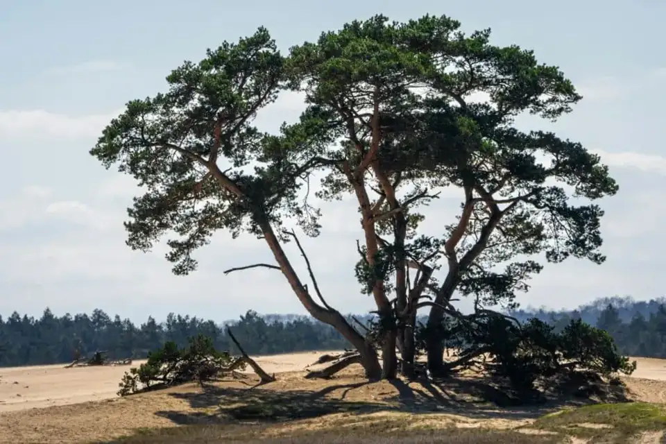 Wandelroute Veluwe 5km