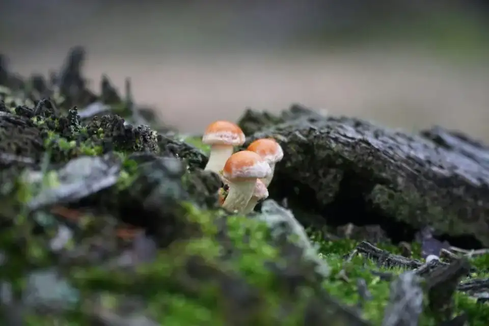 Landgoederen Driebergen