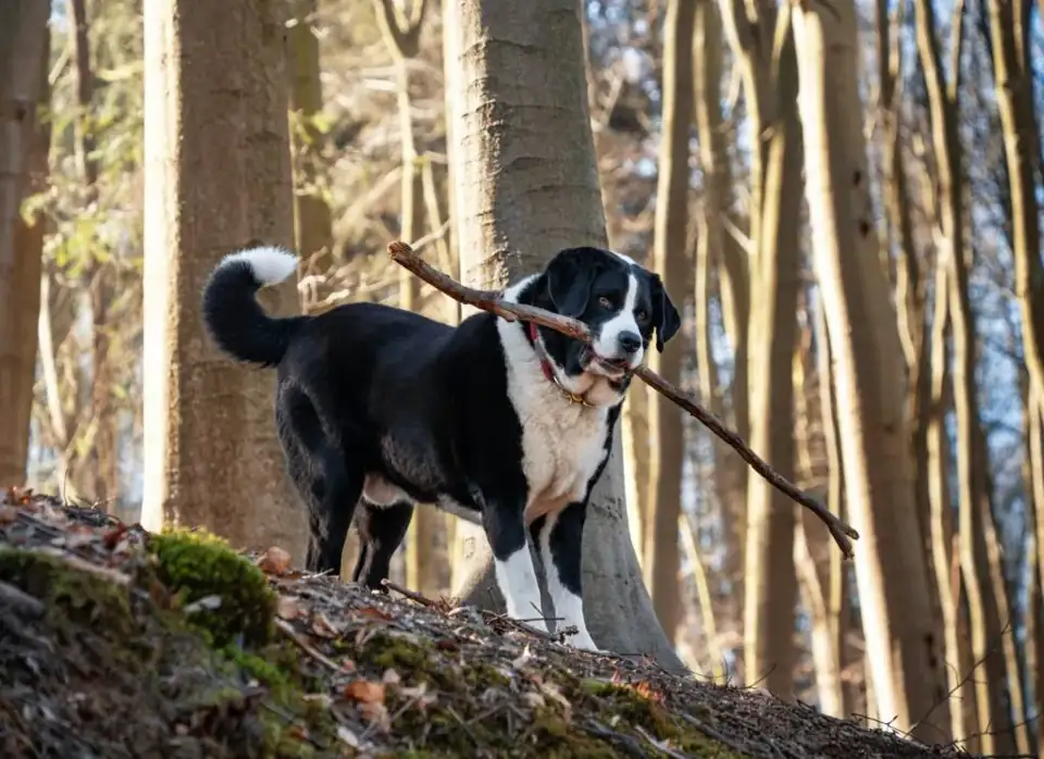 Hond losloopgebied landgoed