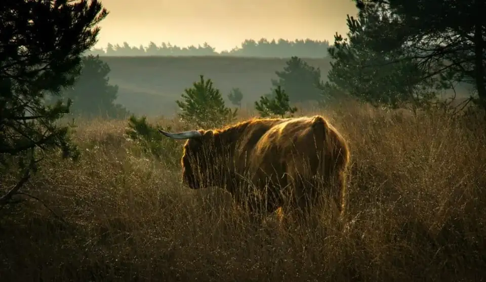 Wandelroutes van Veluwezoom-Posbank