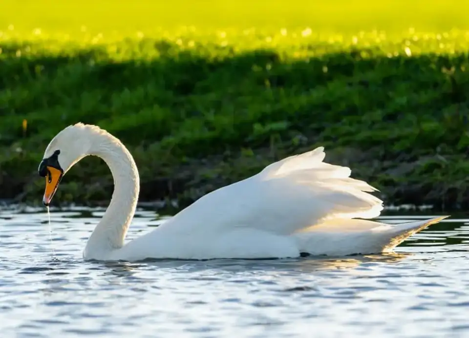 Mooi bos Zuid-Holland