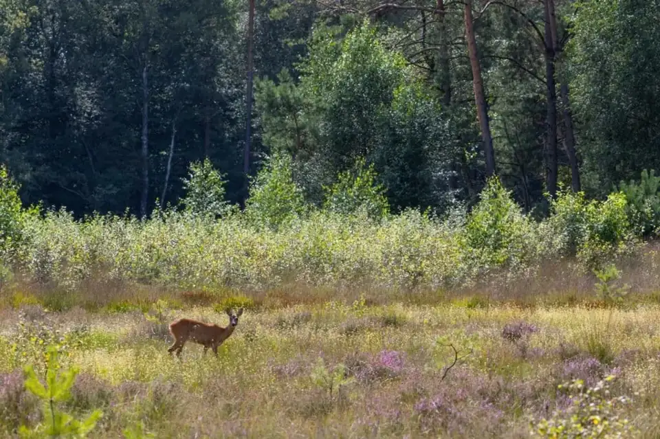 Overnachten op de Veluwe bos