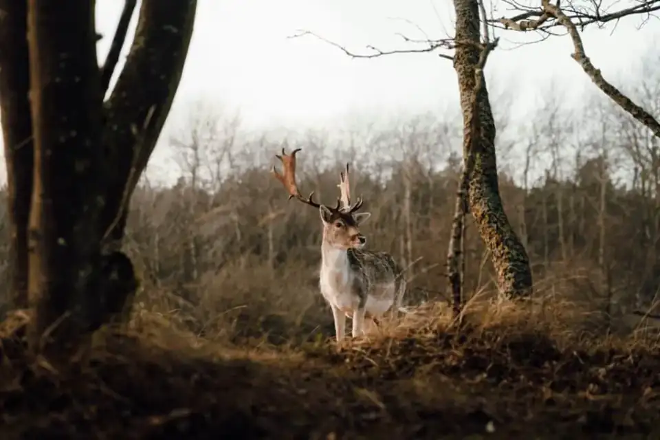 Veluwe mooiste plekken