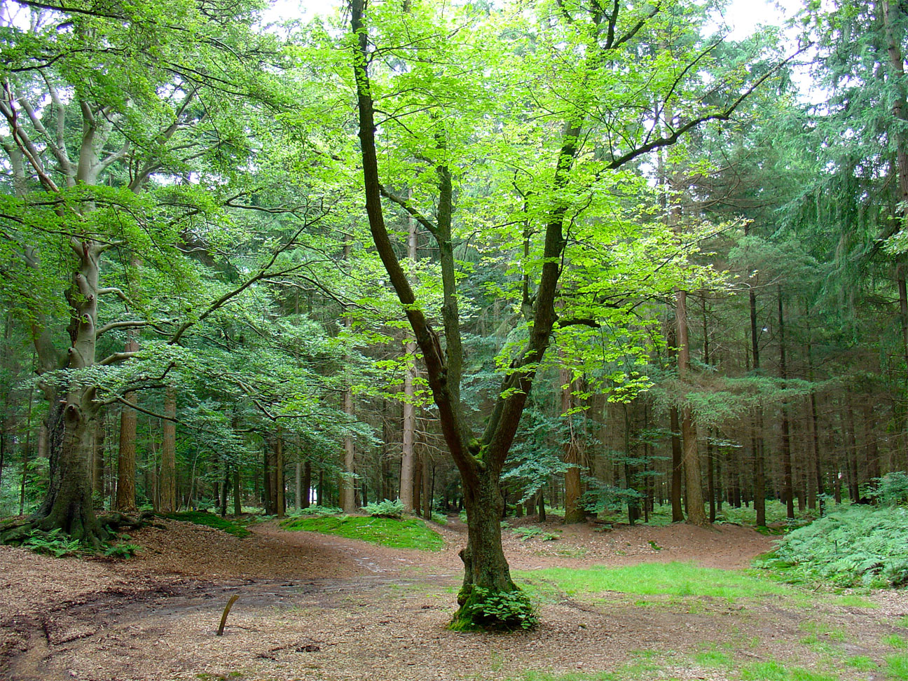 Landgoed Sterrebosch, landgoed in Gelderland