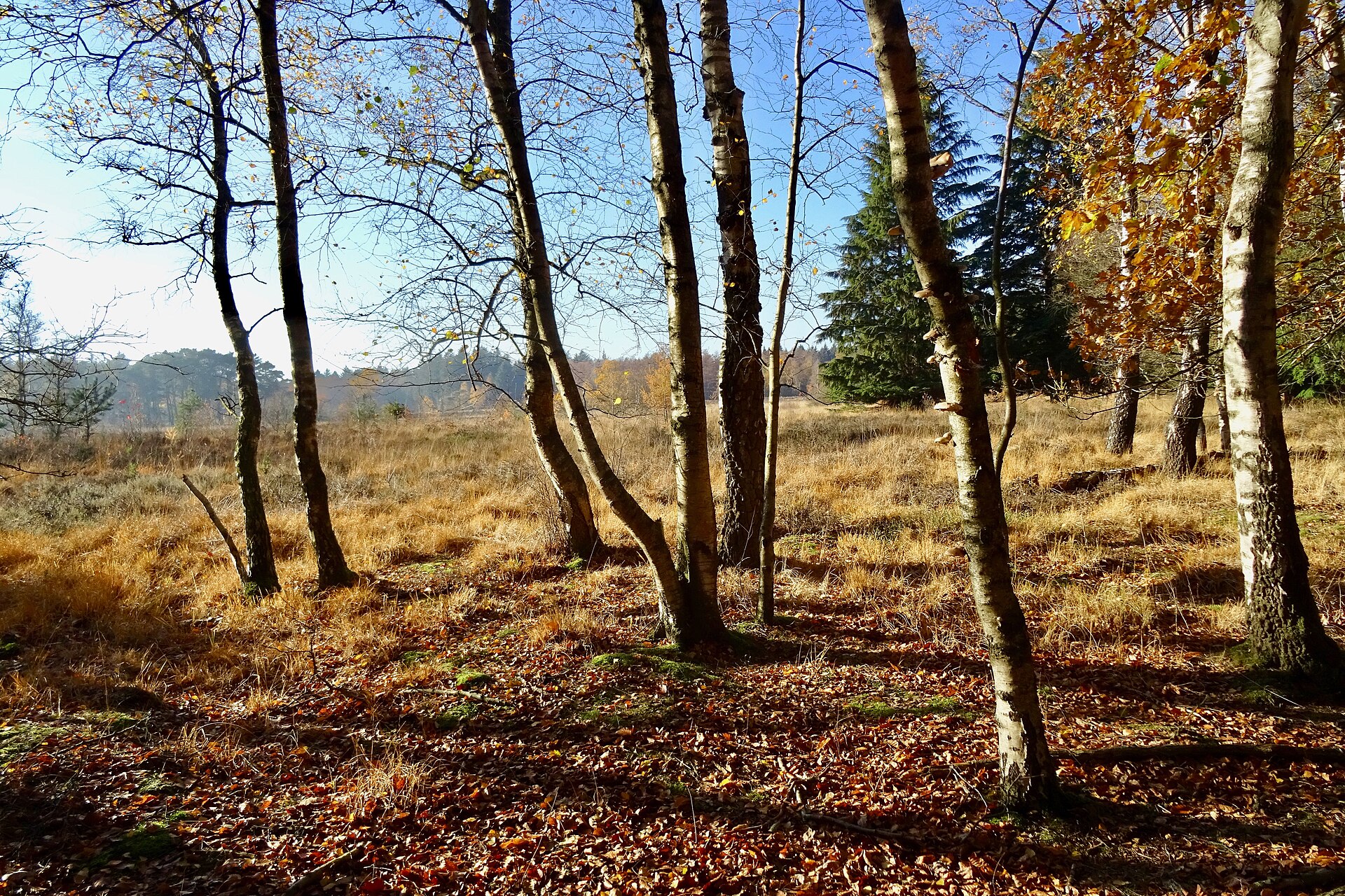 Landgoed Terborgh, landgoed in Drenthe