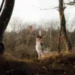 Veluwe mooiste plekken