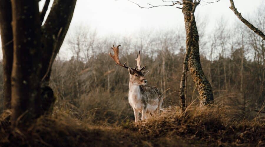 Ontdek de Veluwe: 10 prachtige plekken en bijzondere landgoederen