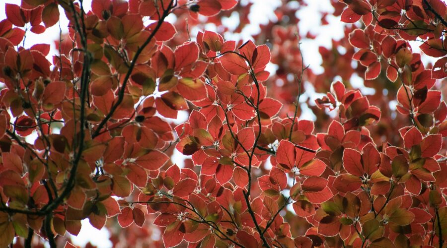 11 Fascinerende feiten over de rode beukenboom