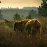 Wandelroutes van Veluwezoom-Posbank