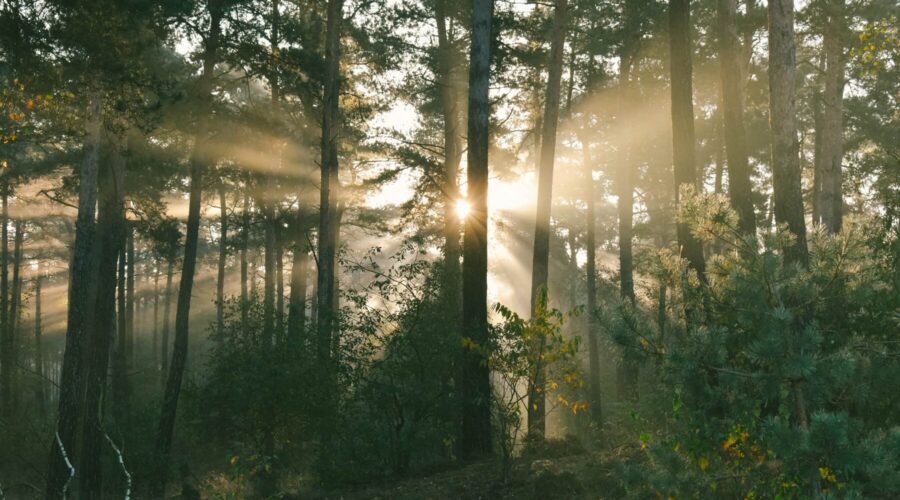 De mooiste landgoederen in en rondom Brummen