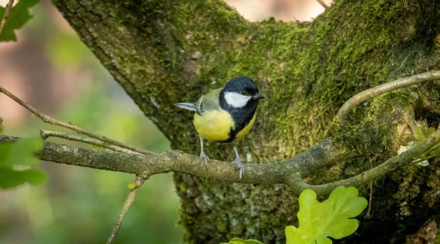 Hoenderloo – Voor natuur, landgoederen en ontspanning