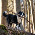 Hond losloopgebied landgoed
