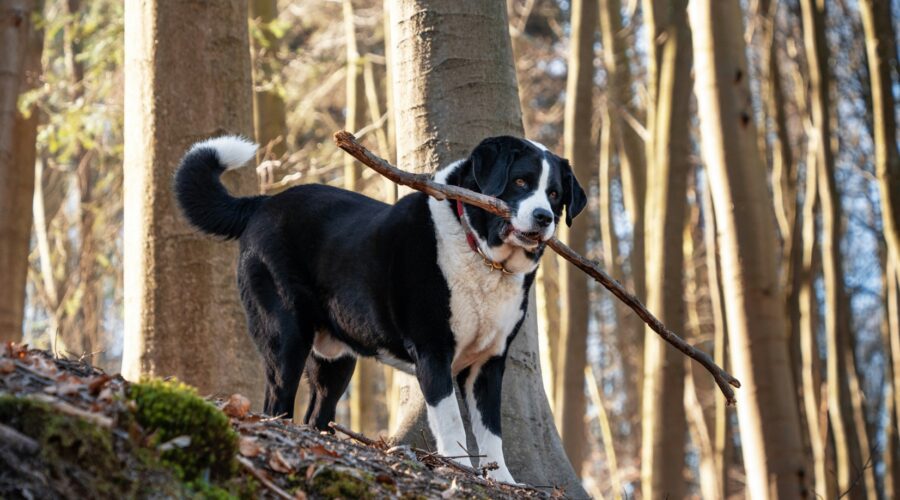 Honden op landgoederen: waar mag je hond los, waar aan de lijn?