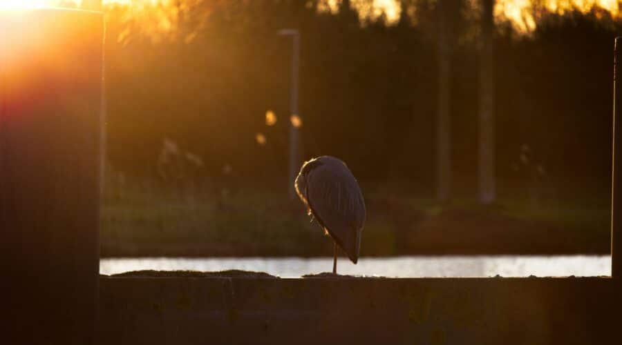 Bezoek de unieke landgoederen Almere: 5 verborgen parels
