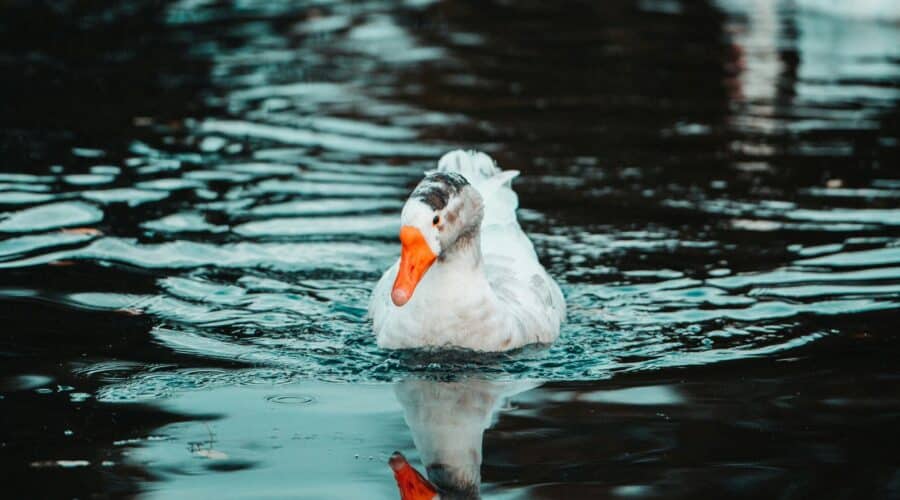 Top 5 landgoederen Bergen op Zoom om te bezoeken