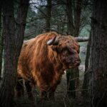 Bezienswaardigheden Veluwe
