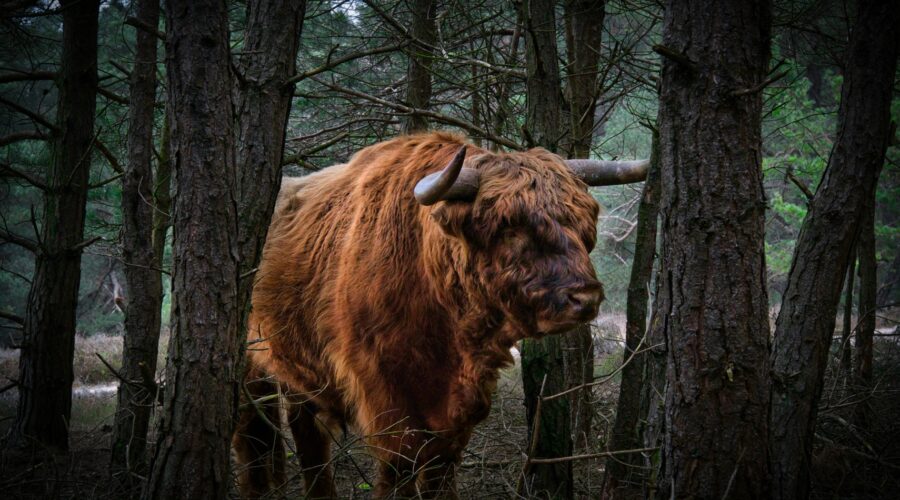 Ontdek de unieke bezienswaardigheden op de Veluwe