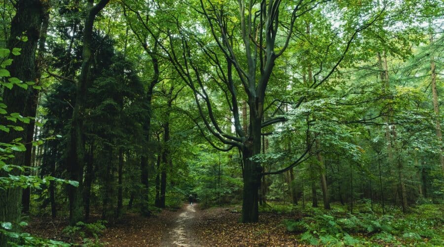 Landgoederen Doorn: Wat maakt deze pleinen zo betoverend?