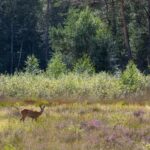 Overnachten op de Veluwe bos