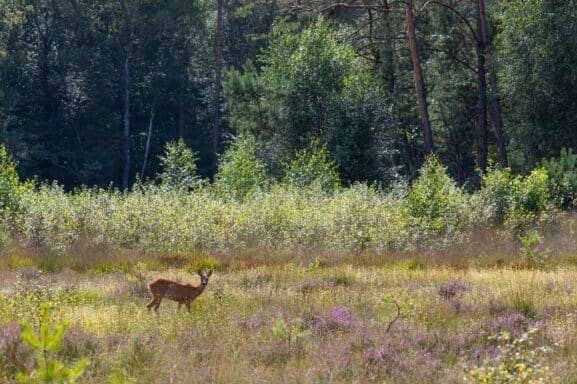 Overnachten op de Veluwe bos
