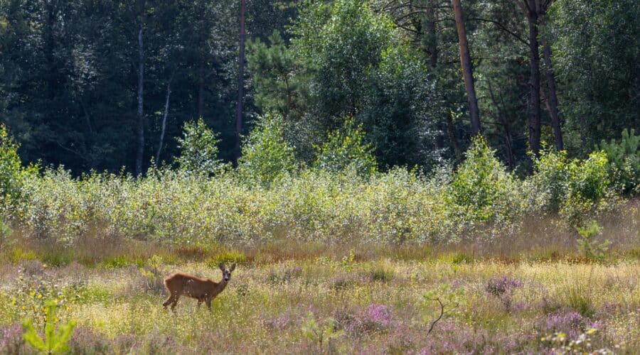 Overnachten op de Veluwe in het bos: ultieme rustplek