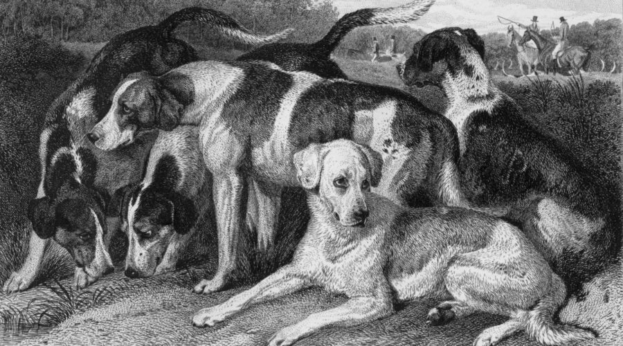 Slipjacht uitleg: hoe werkt deze unieke jachtrit te paard?