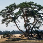 Wandelroute Veluwe 5km