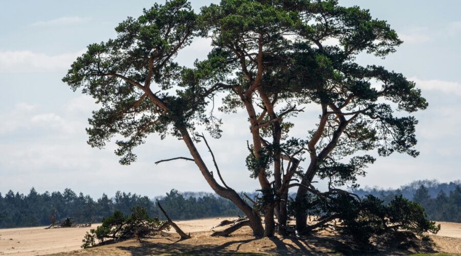 Wandelroute 5km Veluwe: Hoe ontdek je deze prachtige trail?