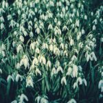 Wandelroute kasteel Vorden