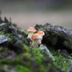 Landgoederen Driebergen