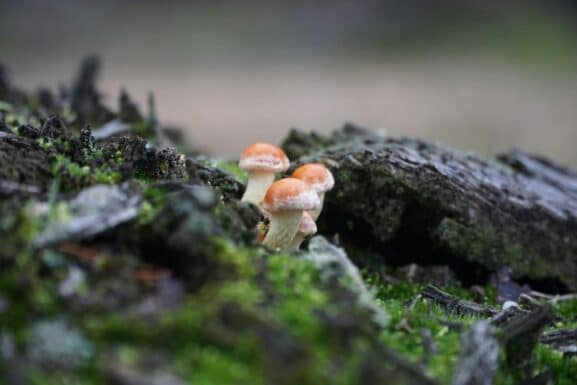 Landgoederen Driebergen