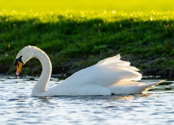 Mooi bos Zuid-Holland